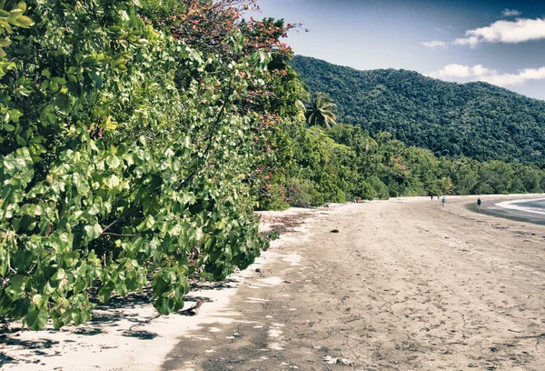 Vegetace a barvy cape tribulation, queensland — Stock fotografie