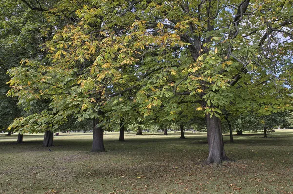 Herfst kleuren van hyde park in Londen — Stockfoto