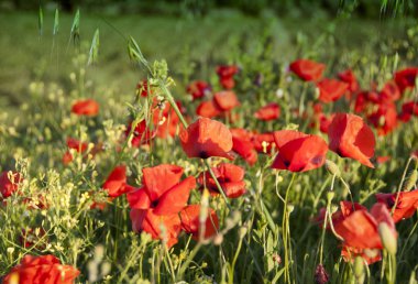 Poppies çayır boyunca Bahar, Toskana
