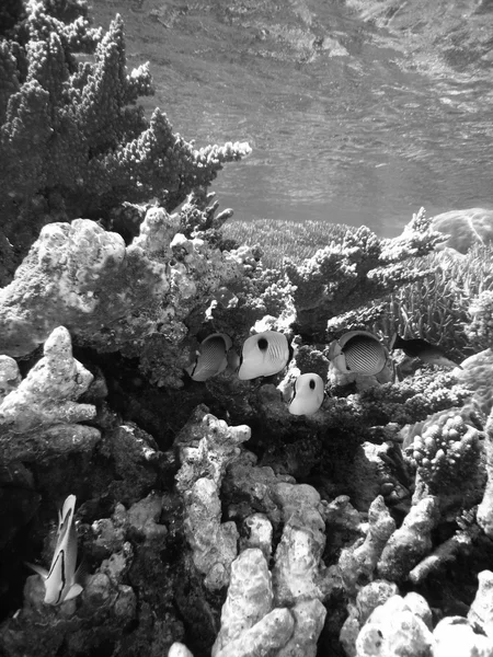 Scène sous-marine de la Grande Barrière de Corail — Photo