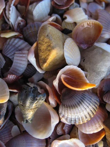 Conchas en una playa de arena, Tailandia —  Fotos de Stock