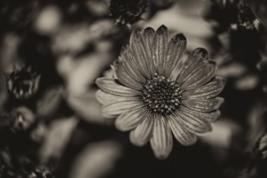 Yeşil arka planda mor tomurcuklu mor papatya