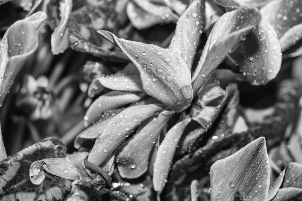 Fleurs de cyclamen rose, gros plan sur une prairie verte — Photo