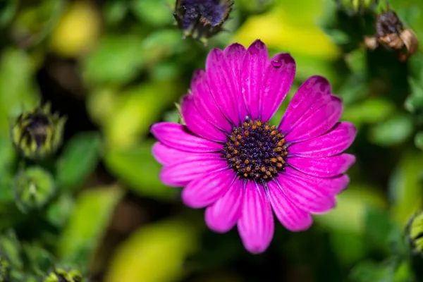 Marguerite violette avec bourgeon violet sur fond vert — Photo