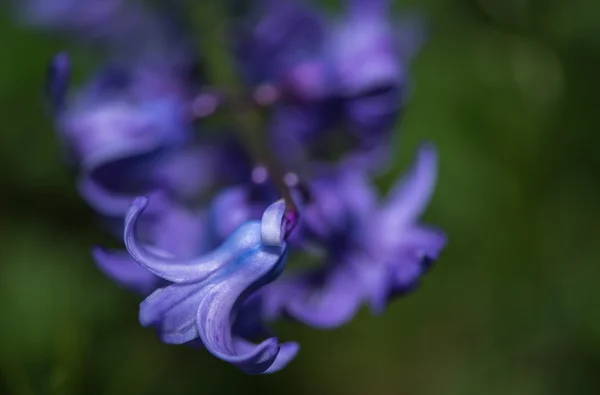 Closeup of Violet Cyclamen — Stock Photo, Image