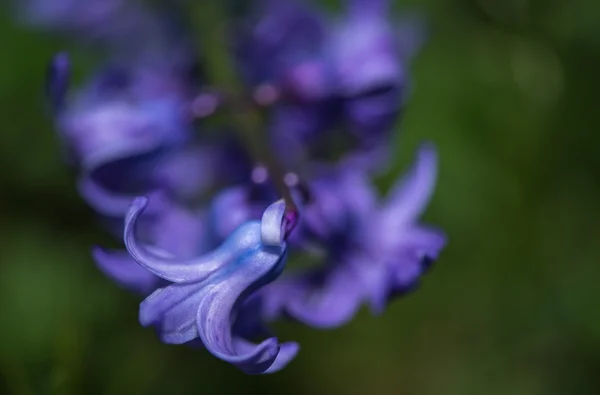 Fechar de Violeta Cyclamen — Fotografia de Stock