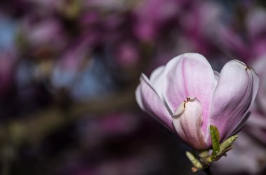 Manolya çiçeği portre