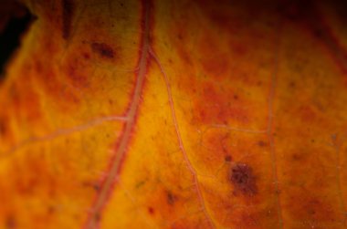 yaprak damarları ve sırasında sonbahar renkleri