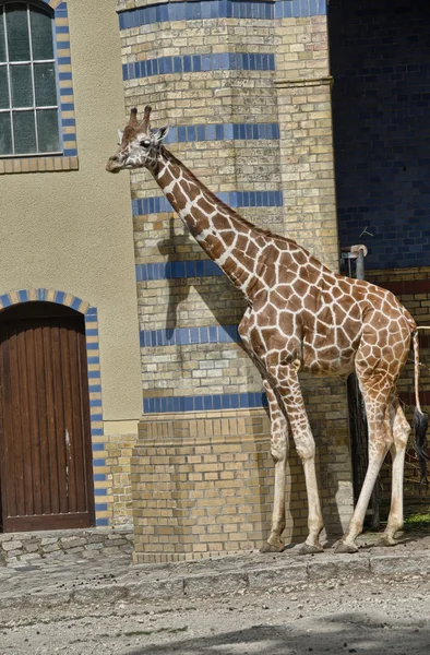 Giraffes at the Zoo — Stock Photo, Image