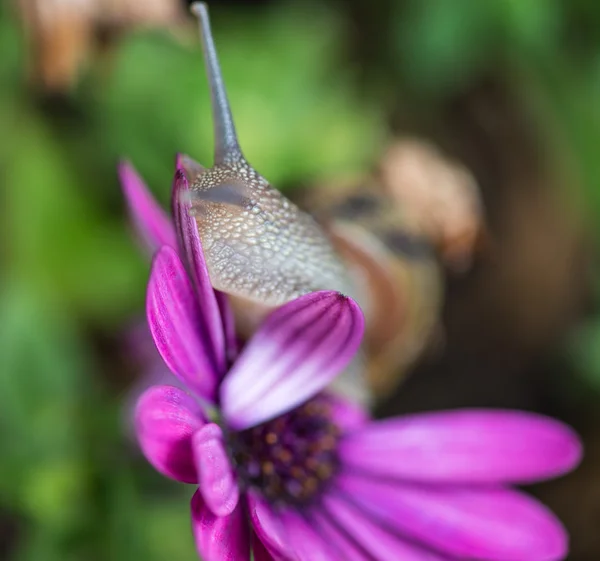 Snigel flyttar på en violett blomma — Stockfoto