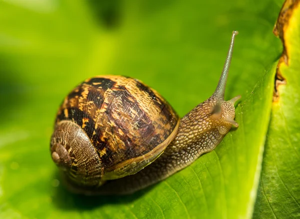 Close-up of a Snail on a green Leaf — Stock Photo, Image