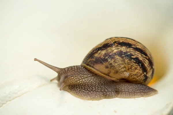 Schnecke auf einer weißen Calla, Nahaufnahme — Stockfoto