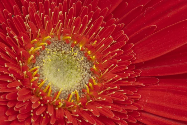 Κόκκινο λουλούδι σε ένα tuscan garde — Φωτογραφία Αρχείου