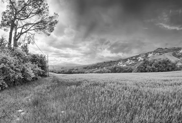 Lente kleuren van Toscane - weiden en heuvels bij zonsondergang — Stockfoto