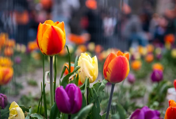 Piękne tulipany holenderski, Amsterdamie wiosną — Zdjęcie stockowe