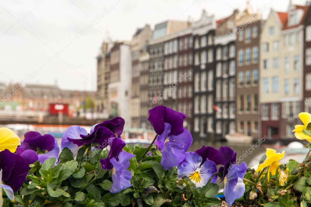 Colourful Flowers and Amsterdam typical Buildings, Netherlands