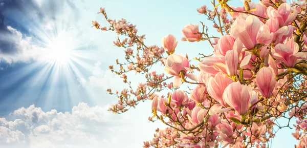 Magnolia träd blossom med färgglada himmel på bakgrund — Stockfoto