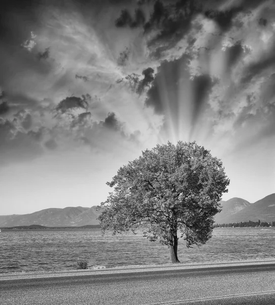 Schwarz-Weiß-Bild eines Baumes — Stockfoto