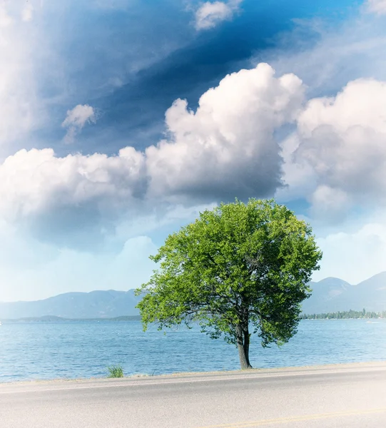 Imagen de un árbol —  Fotos de Stock