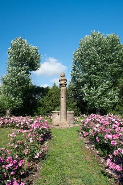 Beautiful garden and roses in Bolgheri - Italy — Stock Photo, Image