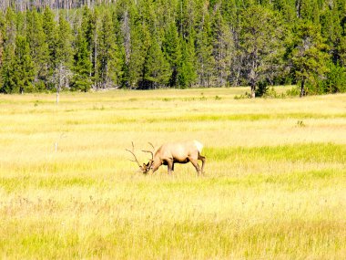 Yellowstone Fauna clipart