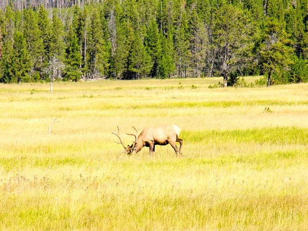 Yellowstone Fauna — Stok fotoğraf