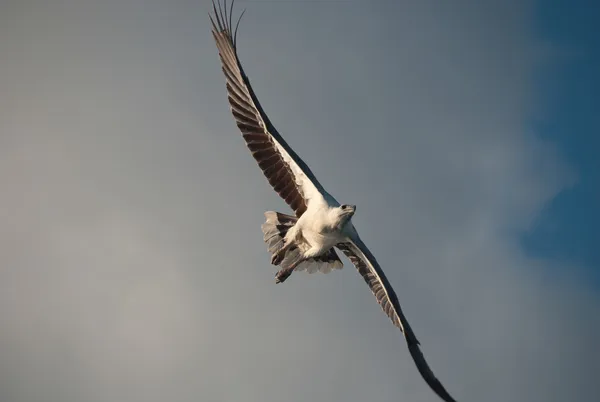 Eagle in de whitsundays — Stockfoto