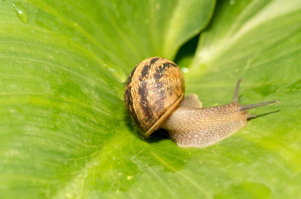 Escargot se déplaçant lentement sur une feuille verte — Photo