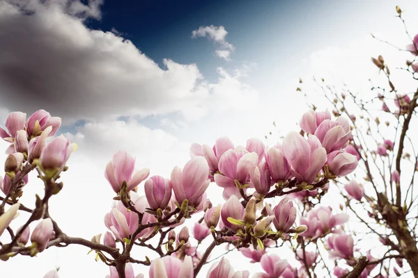 Magnolienblüte, Frühlingszeit — Stockfoto