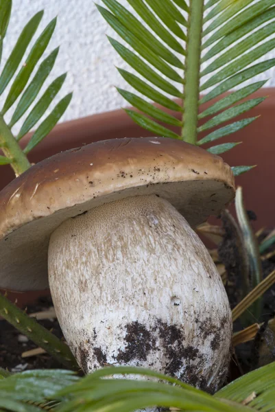 Boletus mantar kompozisyon, İtalya — Stok fotoğraf