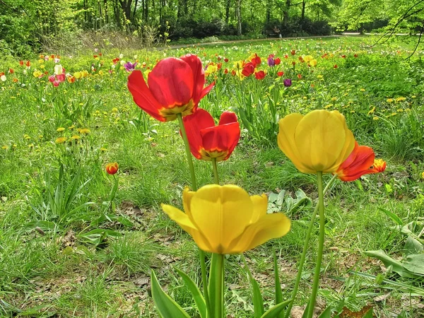 Colorful Tulips on a green field — Stock Photo, Image