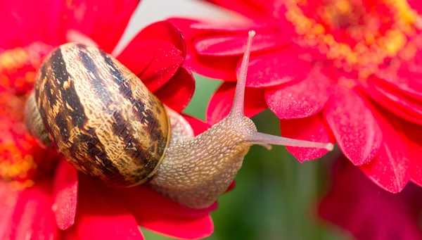 Lumaca in movimento su un fiore rosso — Foto Stock