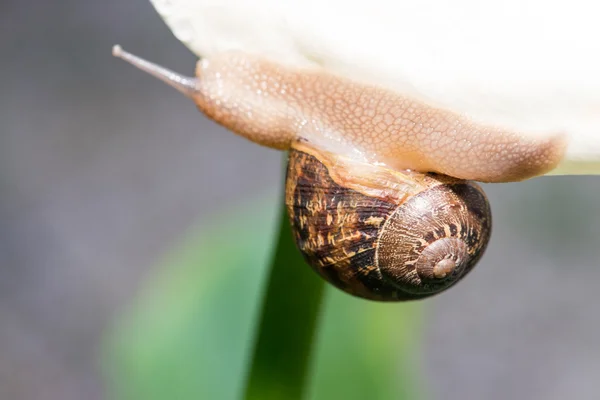 Snigel på en vit Calla, närbild — Stockfoto