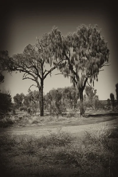 Australisches Outback — Stockfoto