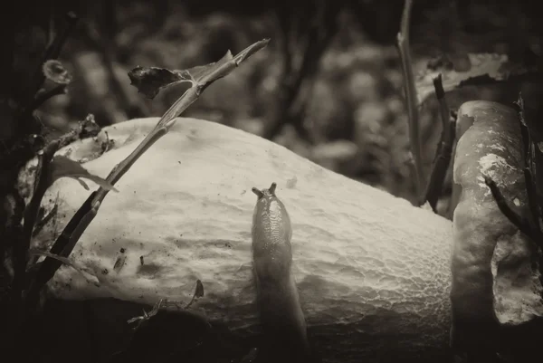 Равлик рухається на Боровик гриб — стокове фото