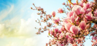 Manolya ağacı çiçeği ile arka plan üzerinde renkli gökyüzü
