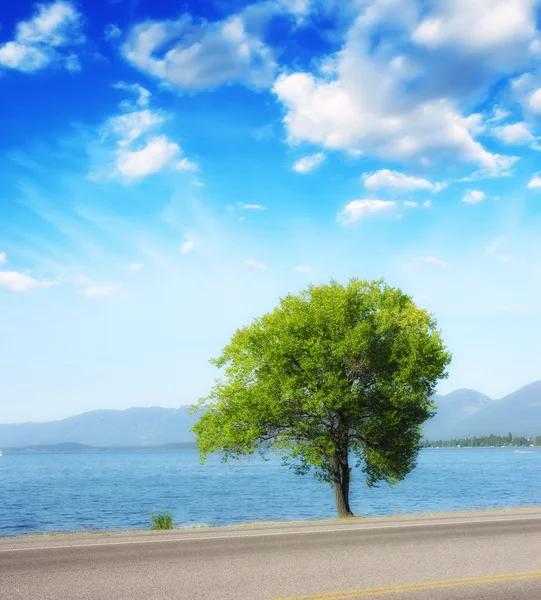 Alleen boom in de buurt van water — Stockfoto