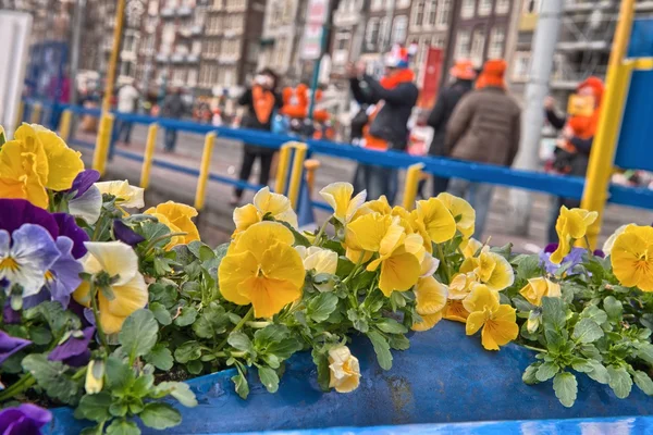 五颜六色的花和阿姆斯特丹典型建筑，荷兰 — 图库照片
