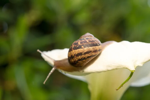 Lumaca su una Calla Bianca, primo piano — Foto Stock