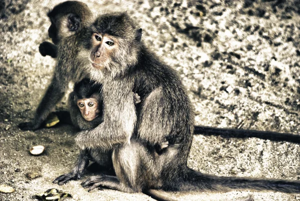 Monyet bermain, Thailand — Stok Foto