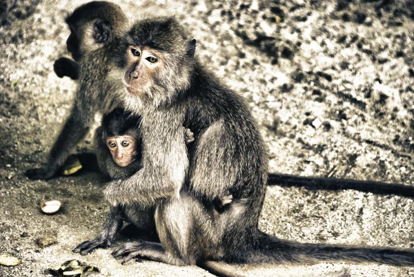 Monkey playing, Thailand — Stock Photo, Image