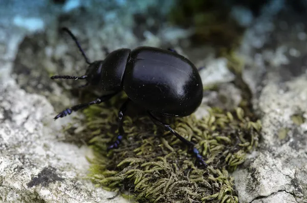 Cucaracha en la hierba — Foto de Stock