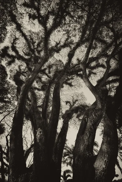 Textures of Bearded Mossman Trees, Australia — Stock Photo, Image