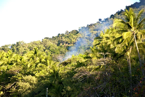 Cairns-Port Douglas Coast, Australie — Photo