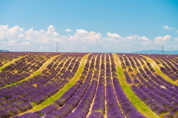 Lavanta çiçeği çiçek açan sonsuz satır alanları kokulu. valenso