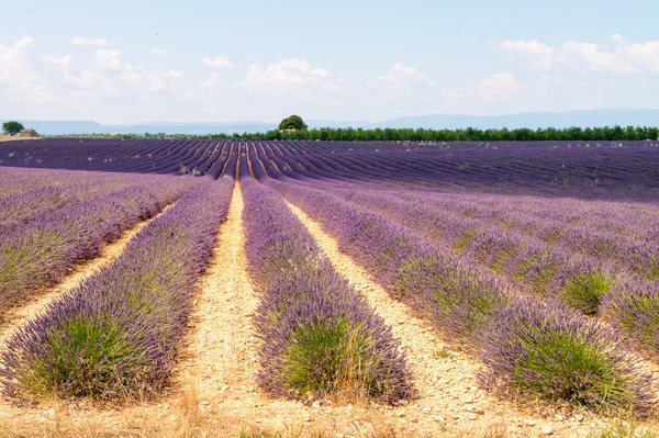 Lavender flower blooming scented fields in endless rows. Valenso — Stock Photo, Image
