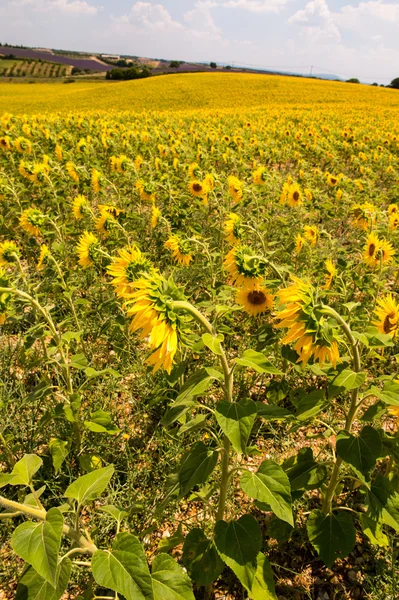 Belo campo de girassóis em Provence - França — Fotografia de Stock