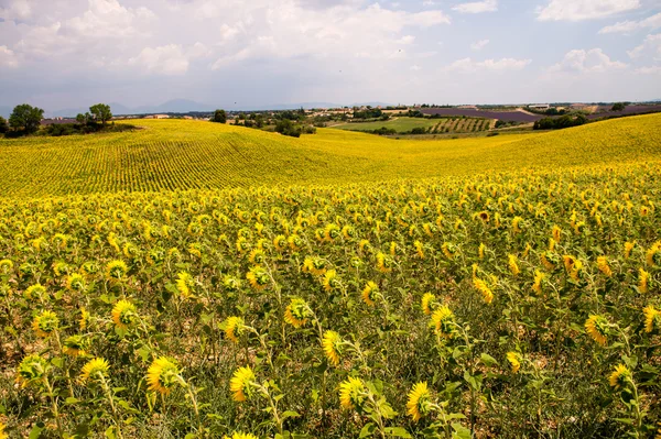プロヴァンス - フランスの美しいヒマワリ フィールド — ストック写真