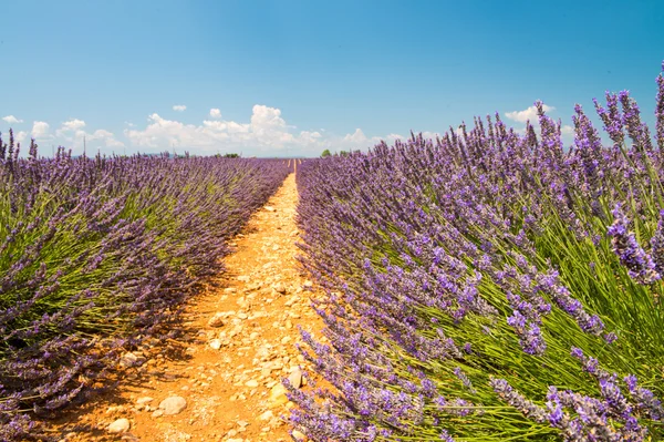 Lavendel blomma blommande doftande fält i ändlösa rader. valenso — Stockfoto