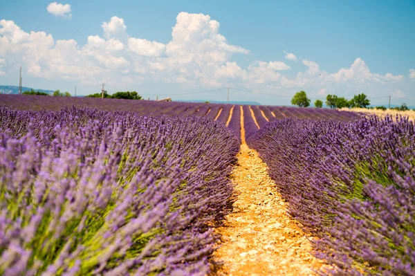 Flor de lavanda que florece campos perfumados en filas interminables. Valenso — Foto de Stock